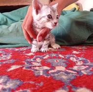 کاربه یک ماه ماده