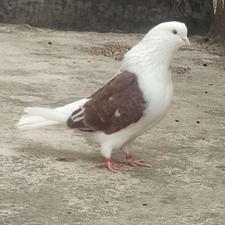 کبوتر دوبال نر