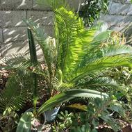 سیکاس عالی و قشنگ گلدانی