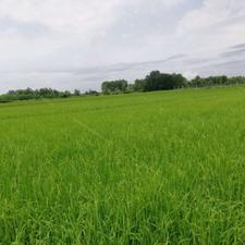 فروش یک هکتار زمین کشاورزی یک هکتار در اوجی آباد