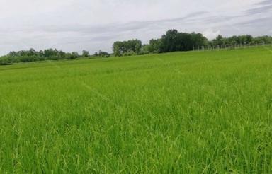 فروش یک هکتار زمین کشاورزی یک هکتار در اوجی آباد