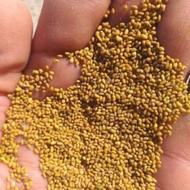 فروش بذر یونجه درجه یک