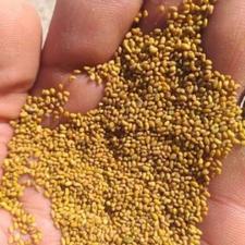 فروش بذر یونجه درجه یک