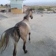 یک کره اسب دره شوری نریان یک ساله
