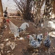 مرغ گلین با خروس چهل
