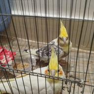 عروس هلندی نروماده
