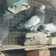 کبوتر پرشی