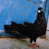 کبوتر کفتر زاغ صربستانی ماده