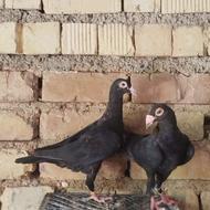 کبوتر سیاه کاریر