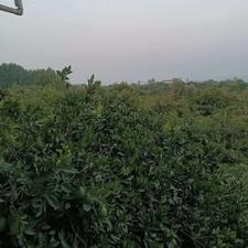 فروش 9000 متر باغ مرکبات فوری و قیمت عالی