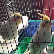 یک جفت عروس هلندی