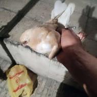 کفتر یا کبوتر