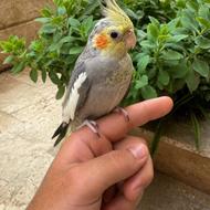 طوطی عروس هلندی