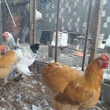 فروش مرغ وخروس زینتی
