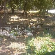 اردک محلی، بوقلمون،