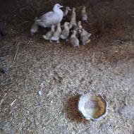 اردک اسرایلی از 1ماهه 3ماهه 7ماهه نر بالغ ماده بالغ