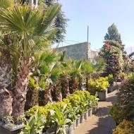 خدمات باغبانی گلکاری سم پاشی طراحی باغچه تعویض خاک گلدان