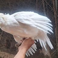 فروش قرقاول ماده 2ساله پاکستانی سفید