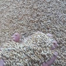 خرید فروش عموه وخرده گندم جو سبوس سویا ذرت و000
