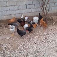 جوجه های برهما و گلپایگان