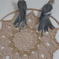 3عدد جوجه عروس هلندی