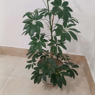 گل پنجه بسیار زیبا