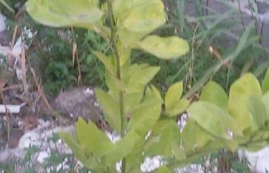 205 متر زمین مسکونی
