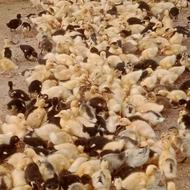جوجه اردک ورامینی8روزه,جوجه رنگی درجه یک5روزه