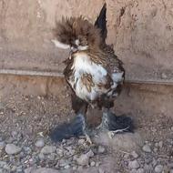 جوجه سلطان فول