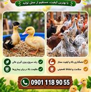 اردک ورامینی 15 تا 20 روزه درجه یک