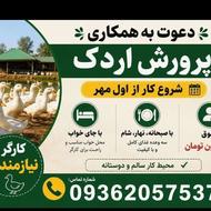 پرورش اردک در زمین های کشاورزی