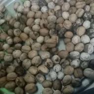 گردو روغنی درجه یک
