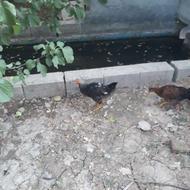 خروس 3 ماه جوان واکسن خورده