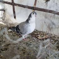 کفتر ساده سبز نر و جوانه سبز