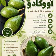 آووکادوهای تازه و درشت، برداشت مستقیم از باغ