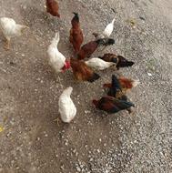 مرغ و خروس جوان 7