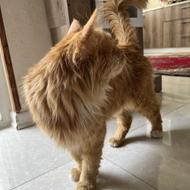 گربه سالم نروژی