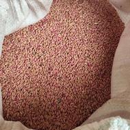گندم بذر باران اصلاح شده کیلویی 60