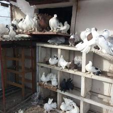 کبوتر‌دم‌چتری‌اصیل‌وزیبا