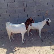 دوراس بز پاکستانی کل جوان و درشت