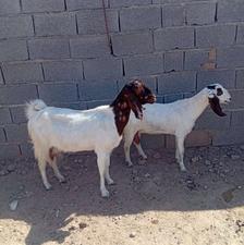 دوراس بز پاکستانی کل جوان و درشت