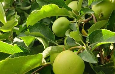 1200 متر زمین و باغ کشاورزی