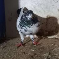 کبوترپرشی نر
