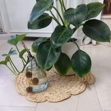 وسایل حصیری