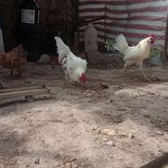 3عددجوجه برهمالایت4ماهه و3عددخروس گلین معاوضه هم میکنم
