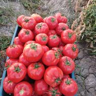 گوجه ربی، خیار، لوبیا سبز