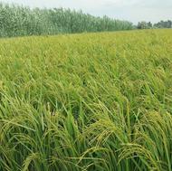 زمین کشاورزی جفت روستای امیرآباد بهشهر(منطقه آزاد امیراباد)
