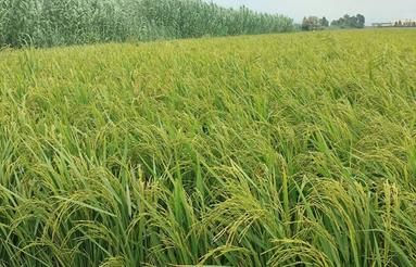 زمین کشاورزی جفت روستای امیرآباد بهشهر(منطقه آزاد امیراباد)