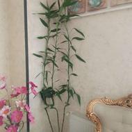 سه عدد بامبو سر به فلک کشیده
