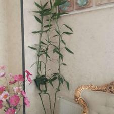 سه عدد بامبو سر به فلک کشیده